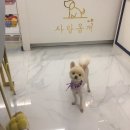 사랑옵개 이미지