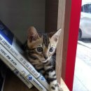 하트동물메디컬센터 이미지