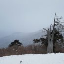 피제 이미지