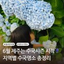 표선면사무소 | 제주6월여행 수국 명소 총정리 동·서·남·북 지역별 추천 스팟