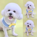 꼼꼼하개 이미지