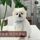 반려동물 애견 미용 | 대구 반려동물비용 애견미용 강아지 고양이 포숑포숑 애견미용실 반려동물 맞춤 케어 전문