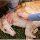 라파엘동물병원 이미지