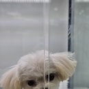 광주 강아지샵 후기 여러모로 매력적이라 보자마자 데려왔어요