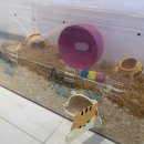 햄스터 분양 햄스터월드 이미지