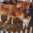 억척목장 이미지