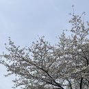 250329-30 진해 여행 체리블라썸 뮤직페스티벌 후기