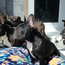 라온제나 이미지