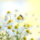 SY공인외국어번역행정사 이미지