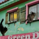 제주공항게스트하우스그린데이 이미지