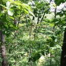 가온초교 이미지