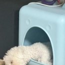 몽샤르망 애견유치원 | 인천 부개동 애견유치원 추천! 몽샤르망 애견유치원 등록 후기!