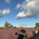 바람새마을 | 평택 가볼만한 곳: 핑크뮬리 명소 '바람새마을축제' 방문 후기 / 주소, 행사일정, 입장료, 주차정보