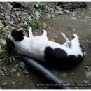 봉팔이네 이미지