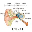 메니에르병(Meniere's disease) 이미지