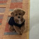 봉쥬르 밀크숑 이미지