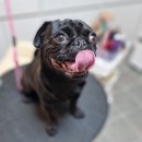 리틀댕댕 이미지