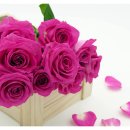 꽃 - 화해 이미지