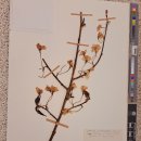 관음사의 왕벚나무자생지 이미지