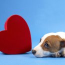 24시 핸즈동물의료센터 이미지