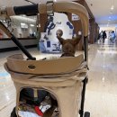 양산그레이스골프클럽(주) | 강아지유모차 다둥이유모차 추천 로얄테일즈 빅토리아 웨건 내돈내산 후기 장단점 총정리