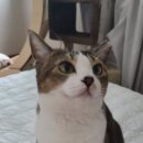 고우넷치과교정과치과의원 이미지