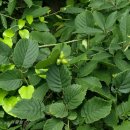 금산약초 이미지