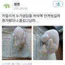 생닭집