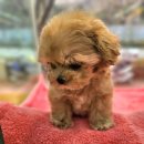 시원애견 이미지