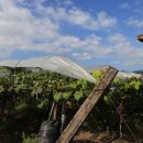 옥대1리 이미지