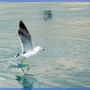 아이유리 이미지