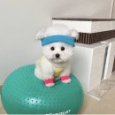 루루팡