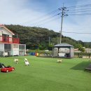 더스테이 골드독 | 강아지와 함께한 여름휴가 ! 태안애견펜션 더스테이골드독