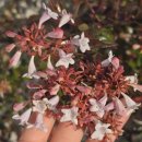 한솥도시락 화양사거리점 | [한솥도시락] 1월 매일 할인 후기! 돈까스 도련님 고기고기 5,900원의 행복 (feat. 예약 꿀팁)