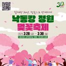 낙동강제방(강서30리벚꽃길) 이미지