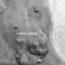 둔촌동물병원 네이버블로그