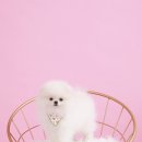 아우어펫 이미지