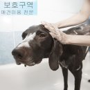 강아지보호구역 이미지