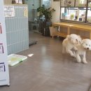 해비치동물병원 이미지