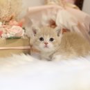 수원고양이분양 나비캣 이미지