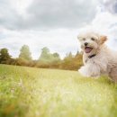 도담동물의료센터 이미지