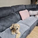 맘스펫 다산애견미용 호텔 분양 이미지