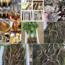 🍄🍄🍄송이버섯 선물. 맡겨주세요~ 중국 직원 선물! 지인 선물! 한국 사랑하는 가족들에게~🎁🎁🎁 이미지