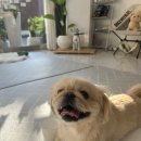 멍키매직 이미지