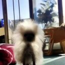 쭈빠삐무녜뇨 이미지