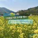 구천리  마을회관 | 거제도 갈만한곳 유채꽃 명소 거제 꽃구경 핫플 볼거리 추천(동부면 평지마을)