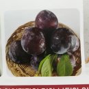 거창 체리자두:나디아_꼭 껍질벗겨먹기,신맛강한 체리자두는 숙성시키랍니다
