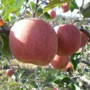 장수농원 이미지