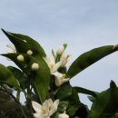 김대식농장 이미지