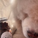 코디얼팜 이미지